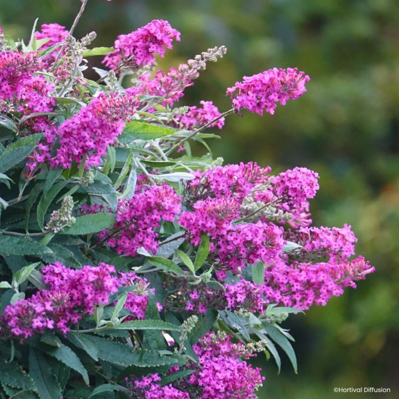 Buddleja davidii Tiny Buddy Hot Pink nain (Floração)