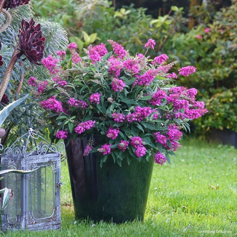 Buddleja davidii Tiny Buddy Hot Pink nain (Hábito)