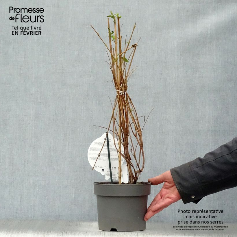 Amostra de Buddleja lindleyana - Arbre aux papillons de Lindley Vaso de 4 L/5 L tal como entregue no inverno