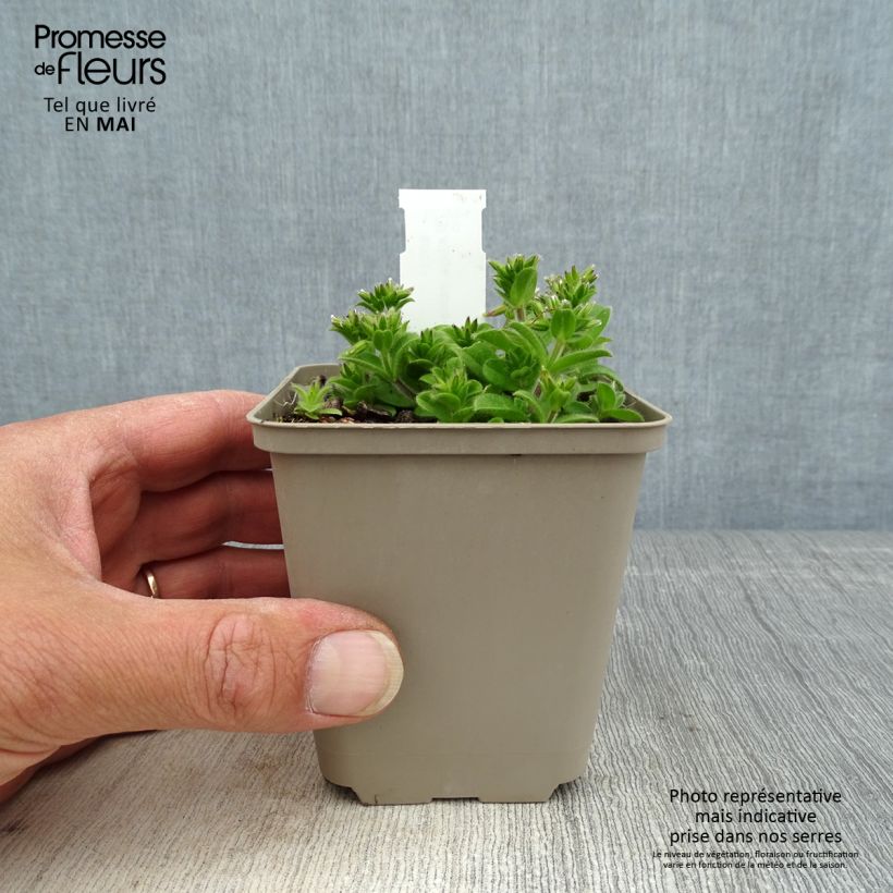 Amostra de Ajuga incisa Frosted Jade Vaso de 8/9 cm tal como entregue na primavera