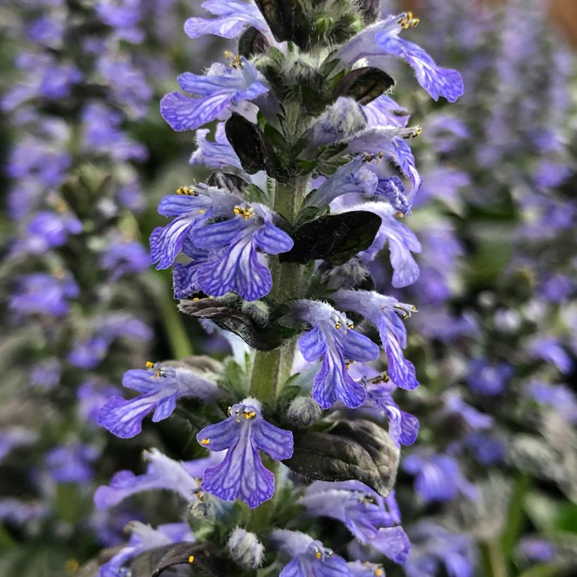 Ajuga reptans Atropurpurea (Floração)