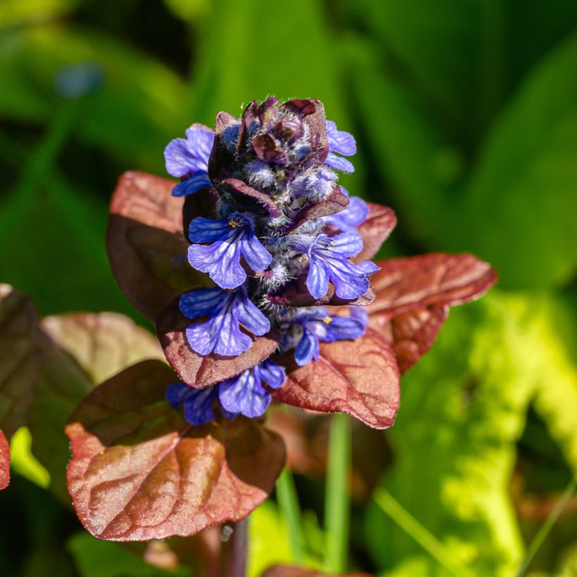 Ajuga reptans Atropurpurea (Floração)