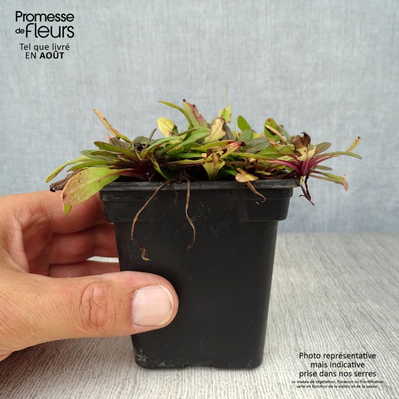 Amostra de Ajuga reptans Atropurpurea Vaso de 7/8 cm tal como entregue no verão