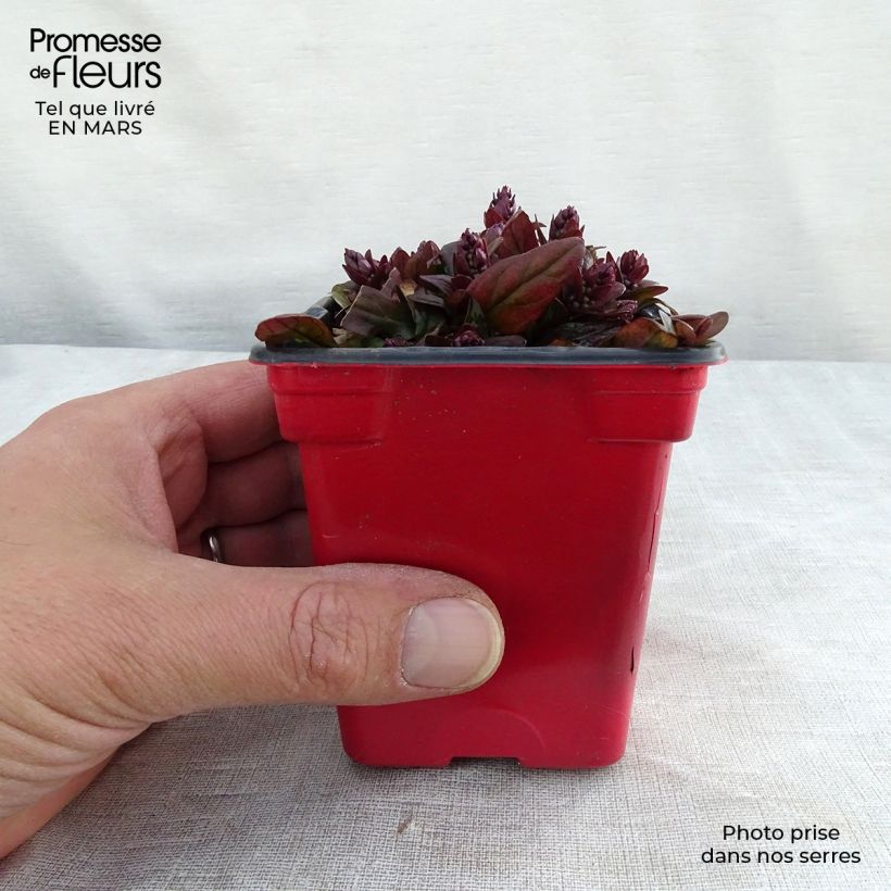 Amostra de Ajuga reptans Atropurpurea Vaso de 7/8 cm tal como entregue no inverno