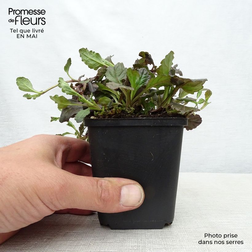 Amostra de Ajuga reptans Black Scallop Vaso de 8/9 cm tal como entregue na primavera