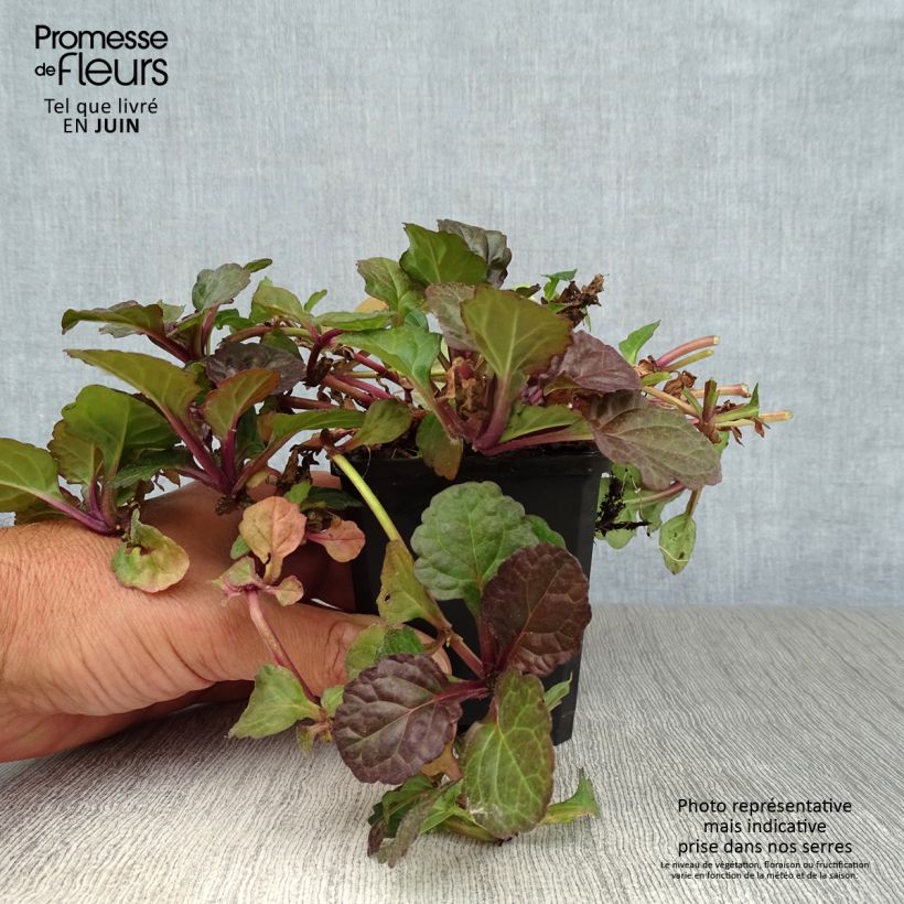 Amostra de Ajuga reptans Black Scallop Vaso de 8/9 cm tal como entregue no verão