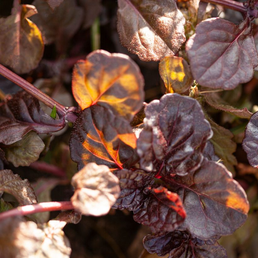 Ajuga reptans Black Scallop (Folhagem)