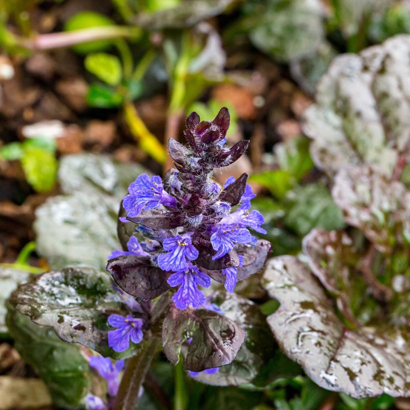 Ajuga reptans Black Scallop (Floração)