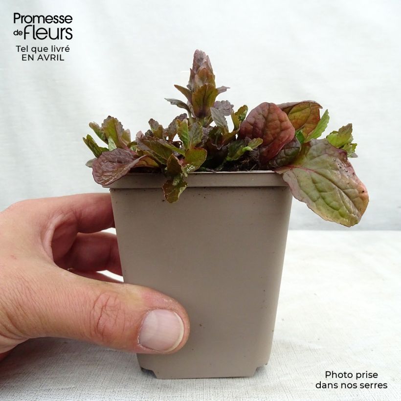 Amostra de Ajuga reptans Braunherz Vaso de 8/9 cm tal como entregue na primavera