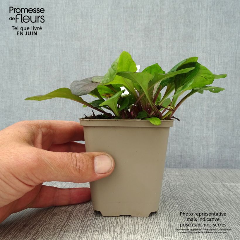 Amostra de Ajuga reptans Braunherz Vaso de 8/9 cm tal como entregue no verão