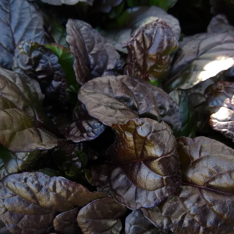 Ajuga reptans Braunherz (Folhagem)