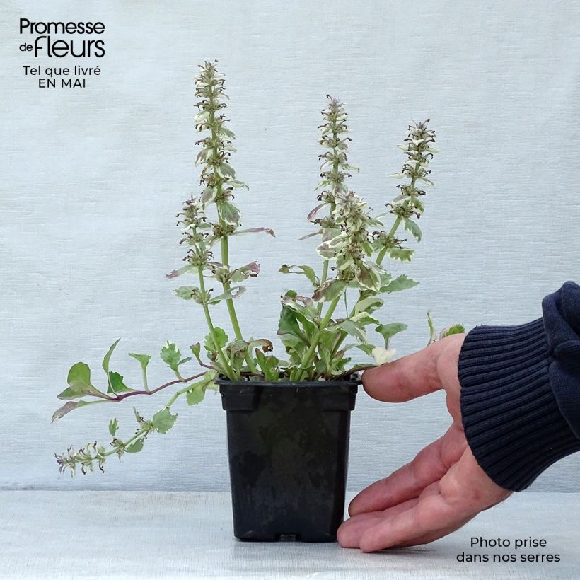 Amostra de Ajuga reptans Burgundy Glow Vaso de 7/8 cm tal como entregue na primavera