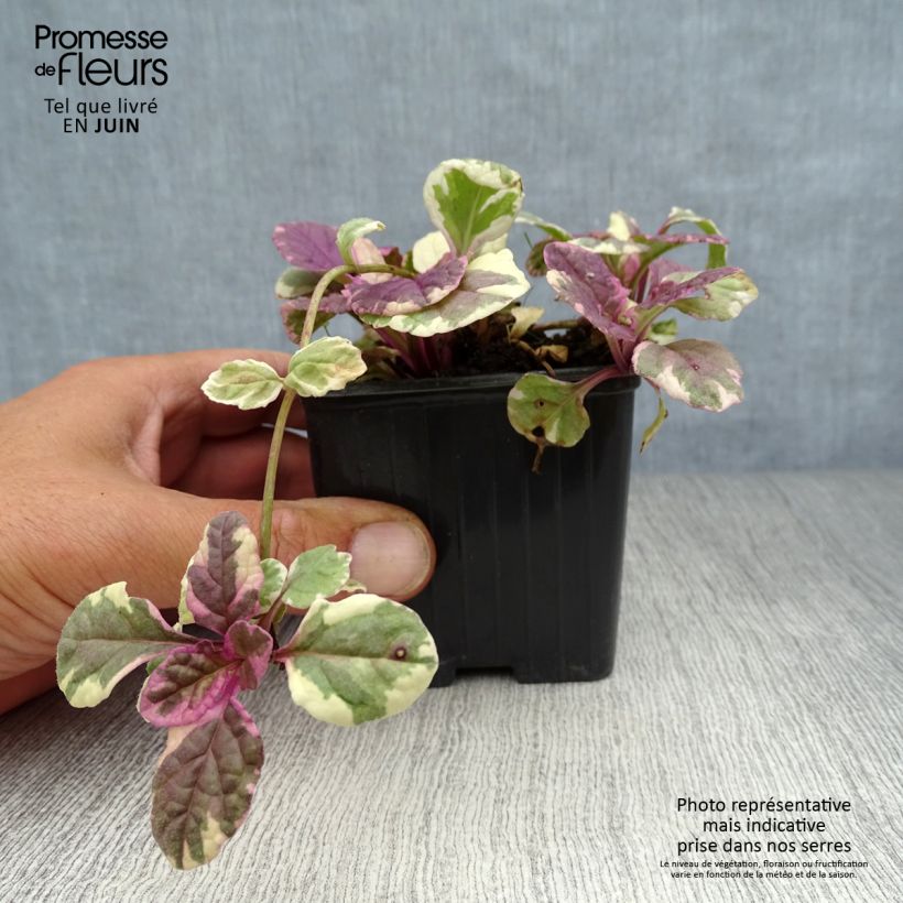 Amostra de Ajuga reptans Burgundy Glow Vaso de 7/8 cm tal como entregue no verão