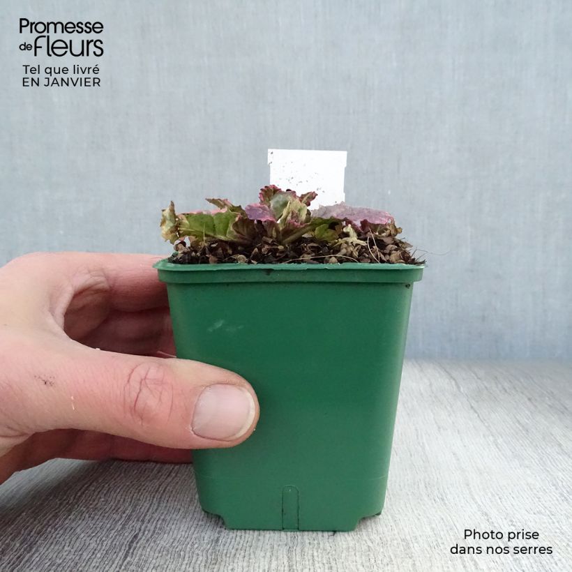 Amostra de Bugle rampante - Ajuga reptans Burgundy Glow Vaso de 7/8 cm tal como entregue no inverno