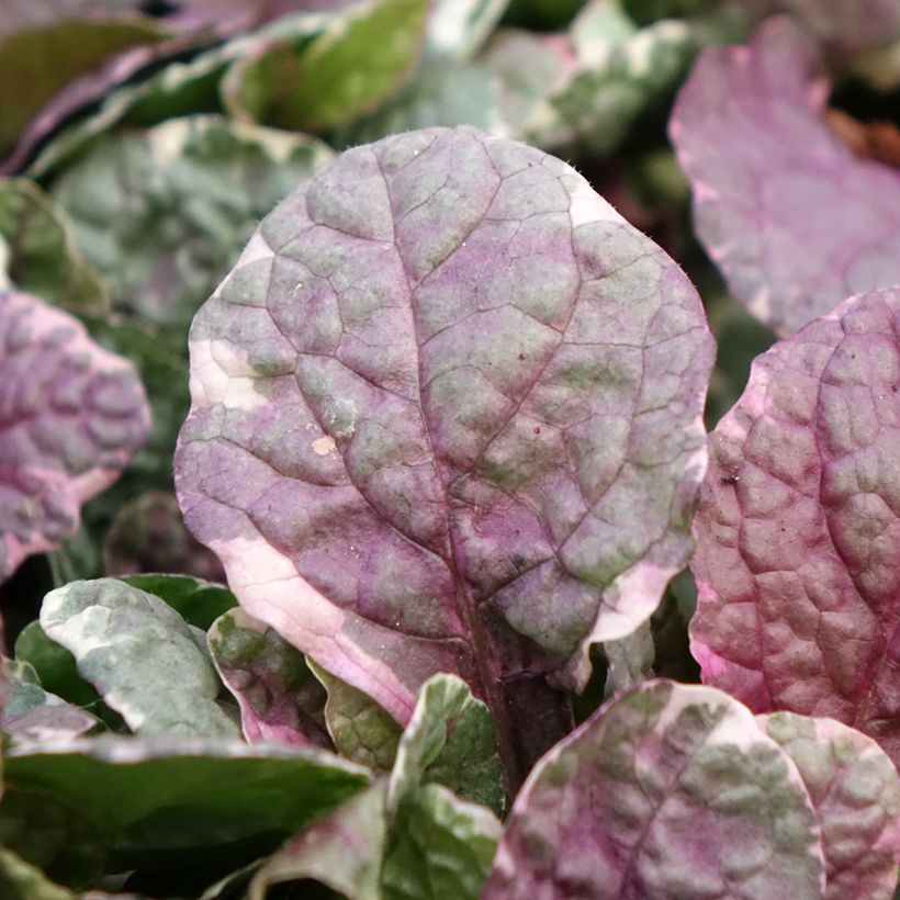 Ajuga reptans Burgundy Glow (Folhagem)