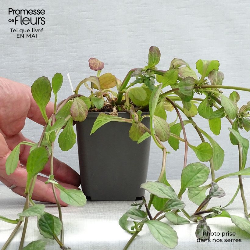 Amostra de Ajuga reptans Catlin's Giant Vaso de 8/9 cm tal como entregue na primavera