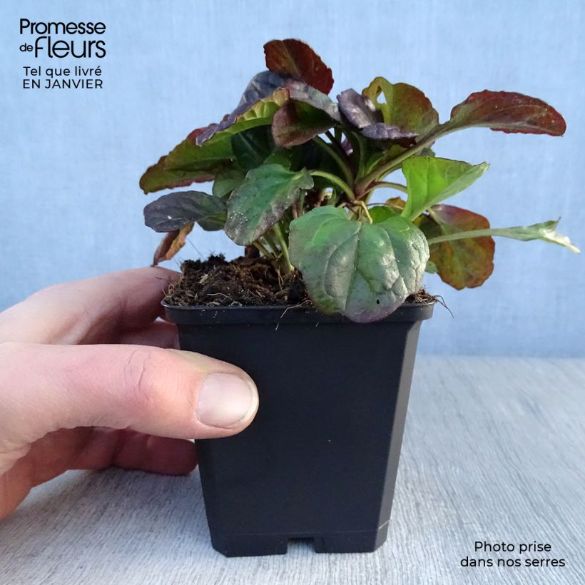 Amostra de Ajuga reptans Catlin's Giant Vaso de 8/9 cm tal como entregue no inverno