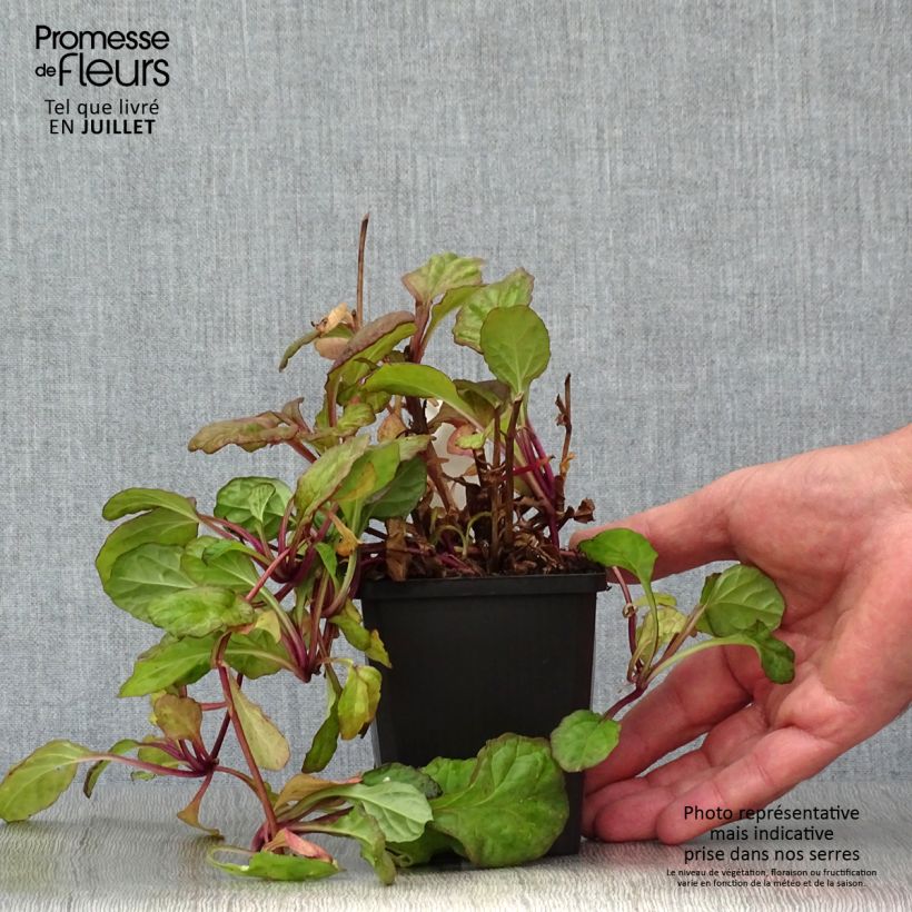 Amostra de Ajuga reptans Catlin's Giant Vaso de 8/9 cm tal como entregue no verão