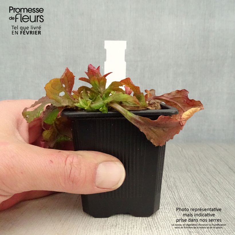 Amostra de Ajuga reptans Gold Chang Vaso de 8/9 cm tal como entregue no inverno