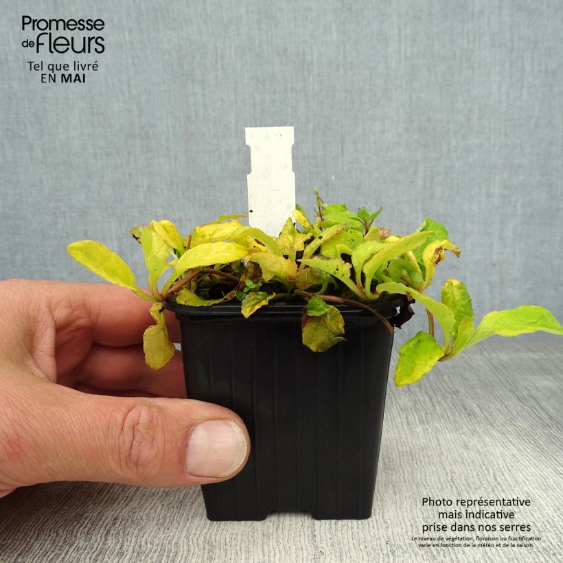 Amostra de Ajuga reptans Gold Chang Vaso de 8/9 cm tal como entregue na primavera