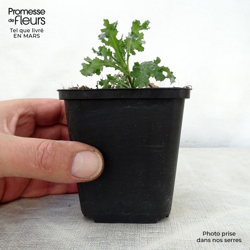 Amostra de Ajuga reptans Golden Glow Vaso de 8/9 cm tal como entregue na primavera