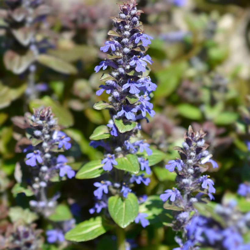 Ajuga reptans Multicolor (Rainbow) (Floração)
