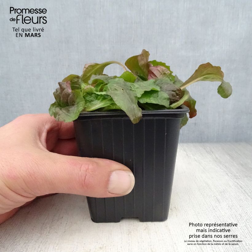 Amostra de Ajuga reptans Purple Torch Vaso de 7/8 cm tal como entregue na primavera