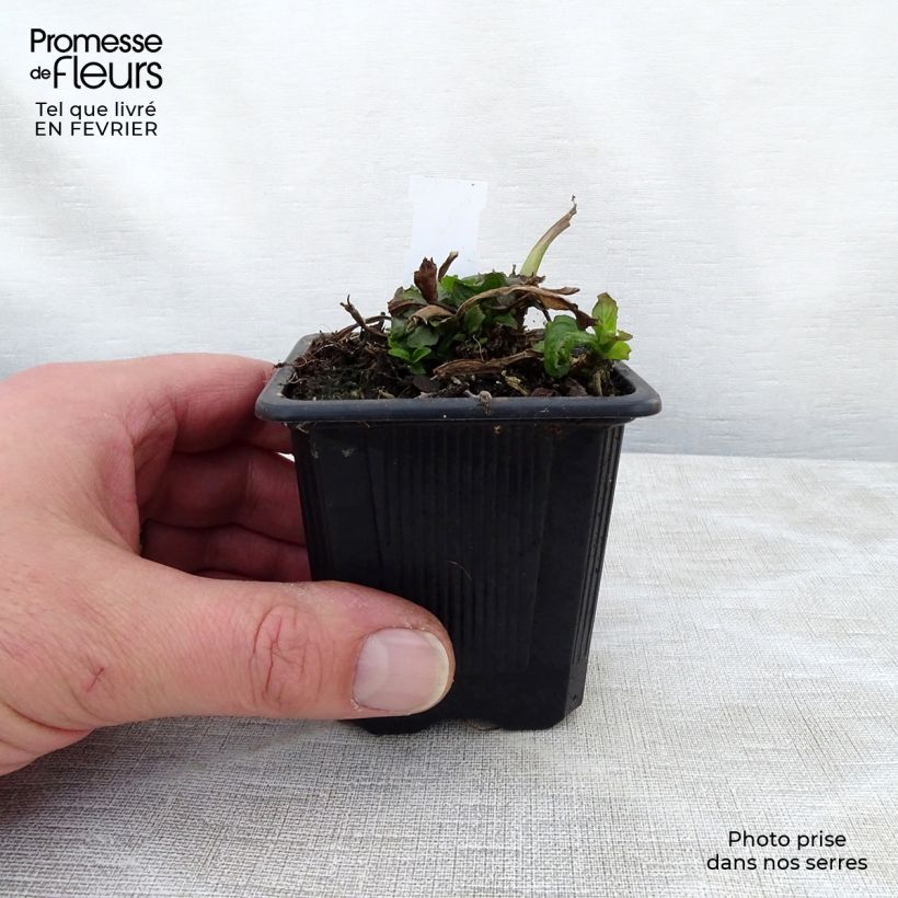 Amostra de Ajuga reptans Rosea Vaso de 8/9 cm tal como entregue no inverno