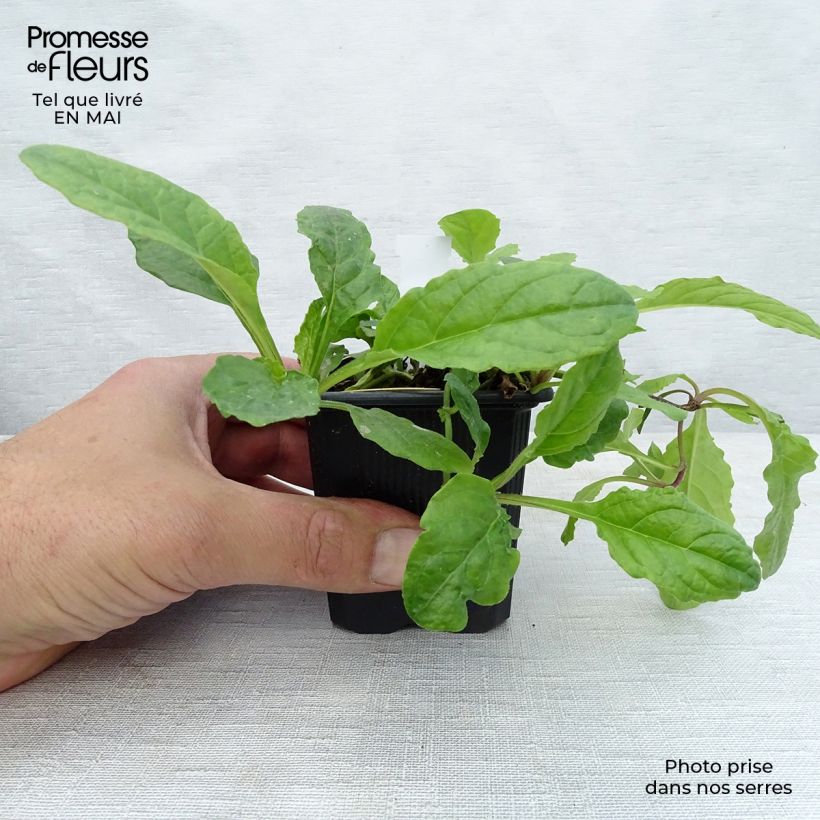 Amostra de Ajuga reptans Rosea Vaso de 8/9 cm tal como entregue na primavera