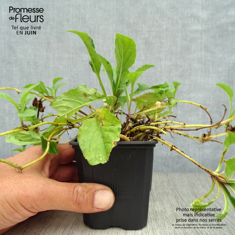Amostra de Ajuga reptans Rosea Vaso de 8/9 cm tal como entregue no verão
