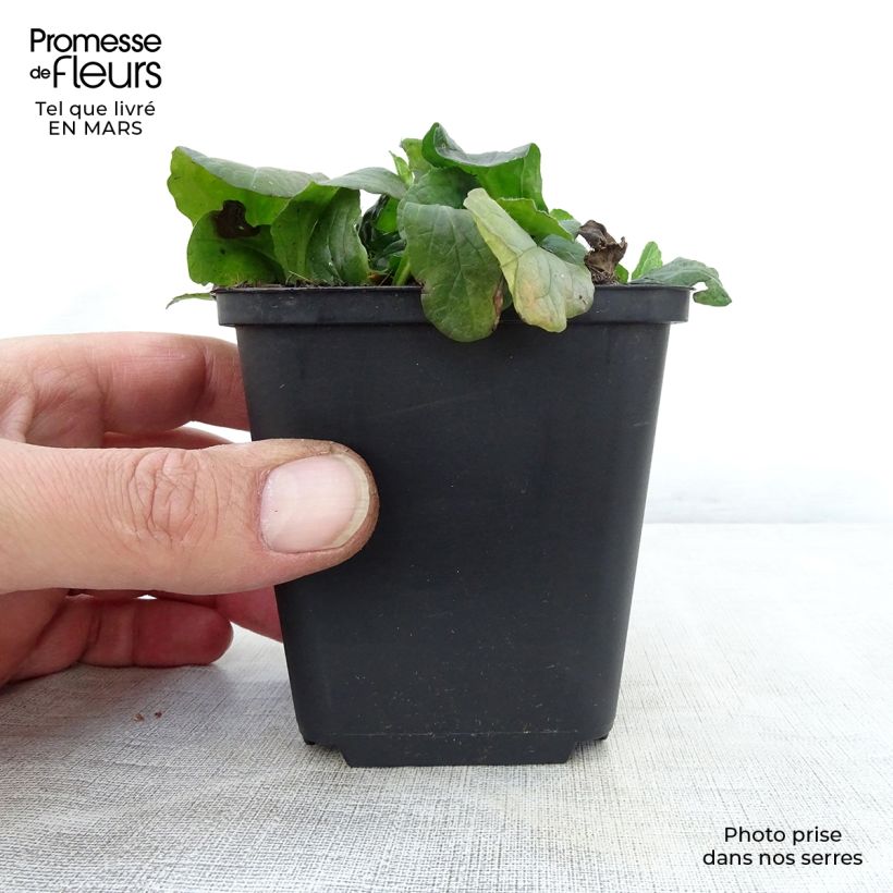 Amostra de Ajuga reptans Sanne Vaso de 8/9 cm tal como entregue na primavera