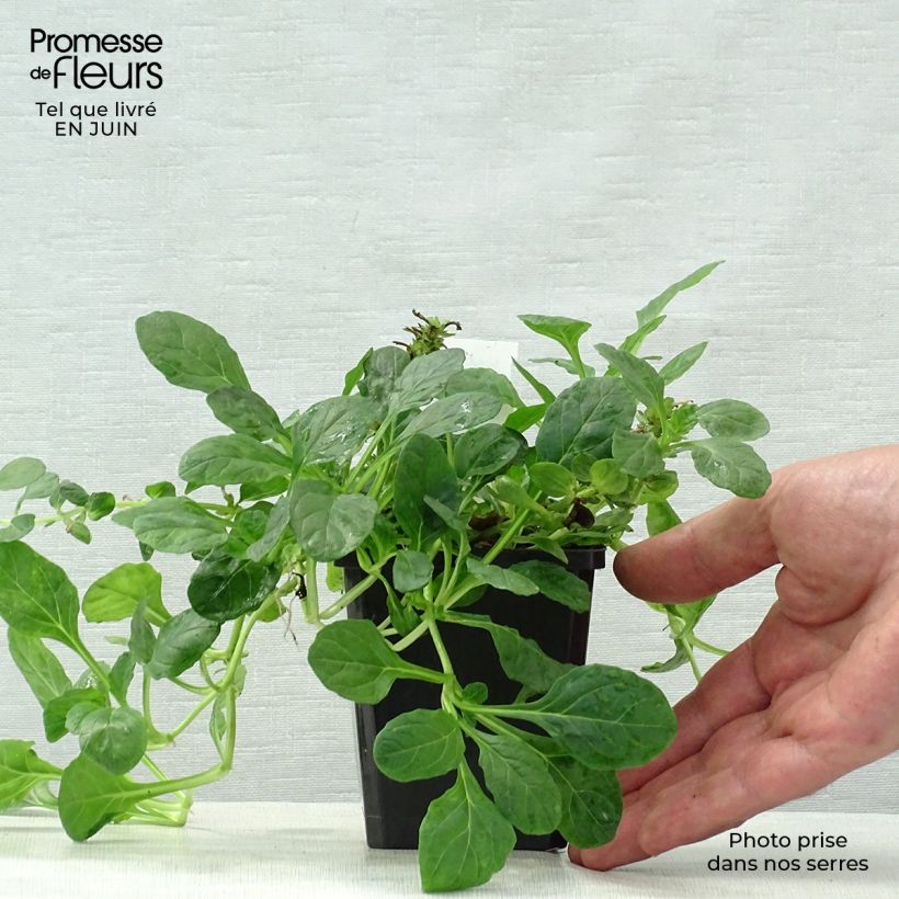 Amostra de Ajuga reptans Sanne Vaso de 8/9 cm tal como entregue no verão