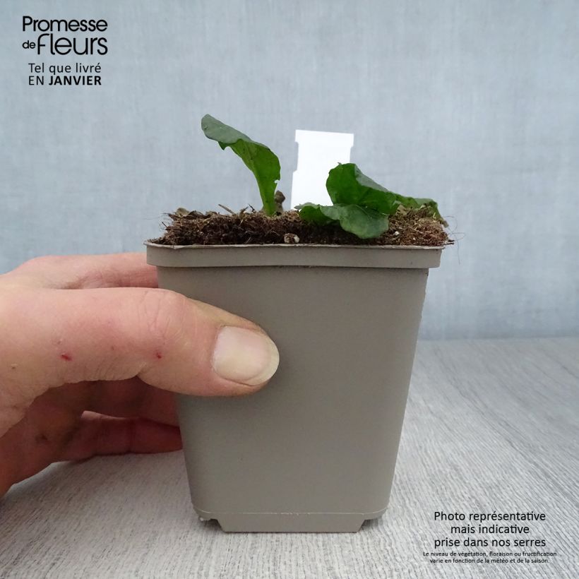 Amostra de Bugle rampante - Ajuga reptans Sanne Vaso de 8/9 cm tal como entregue no inverno