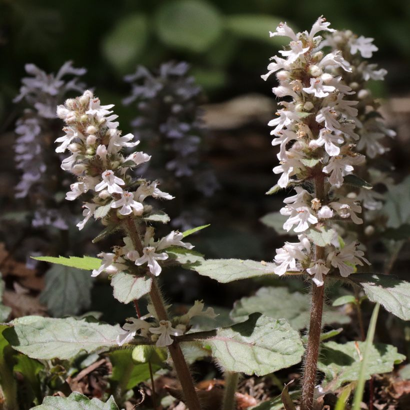 Ajuga reptans Schneekerze (Floração)