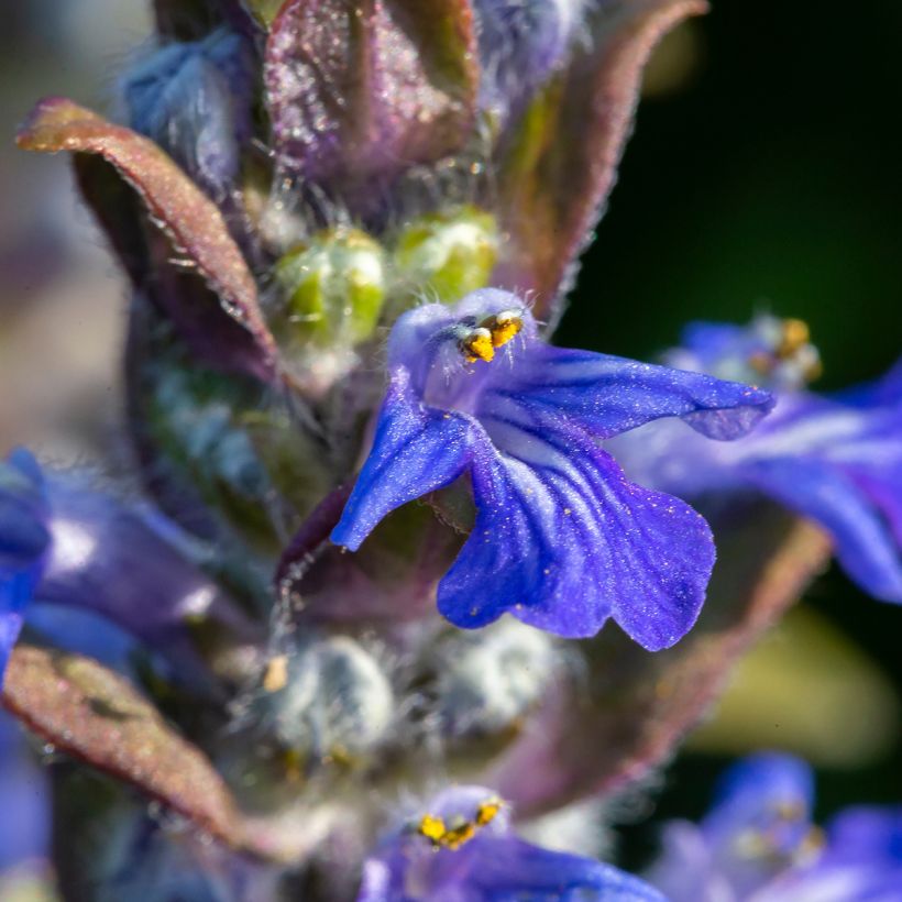 Ajuga reptans (Floração)