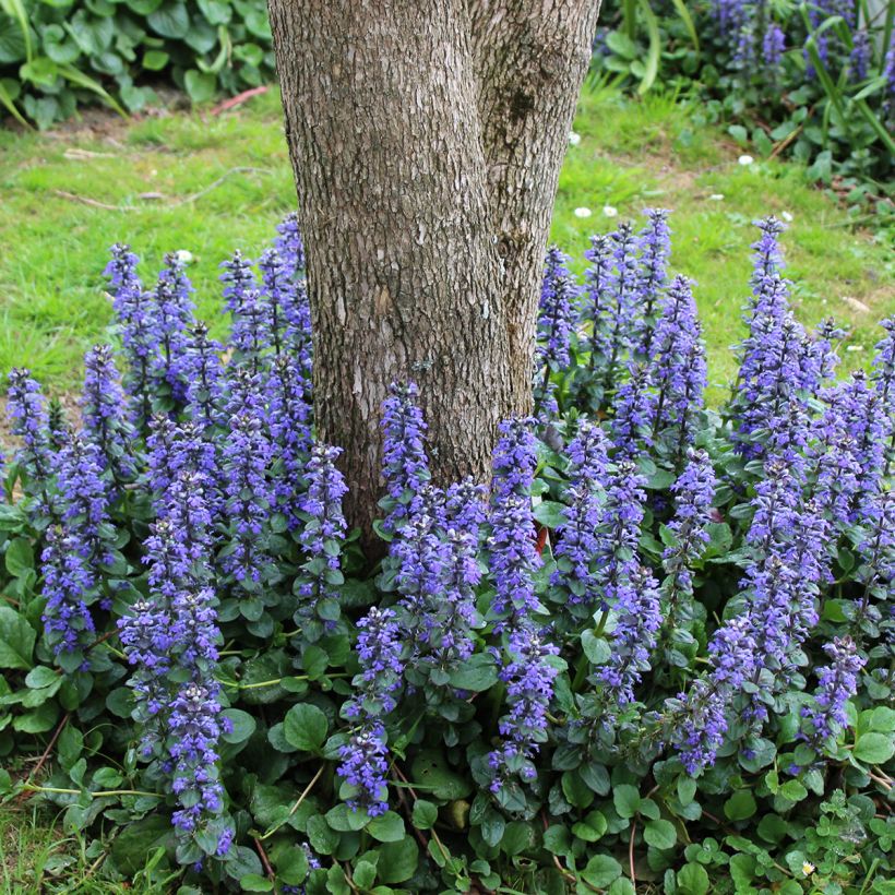 Ajuga reptans (Hábito)