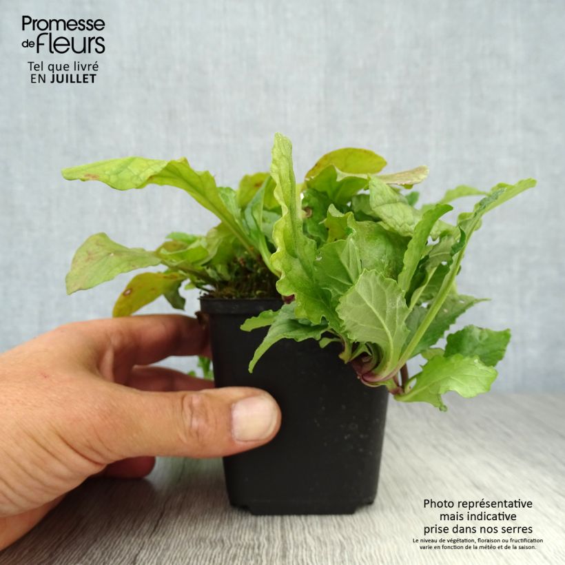 Amostra de Ajuga reptans Vaso de 8/9 cm tal como entregue no verão