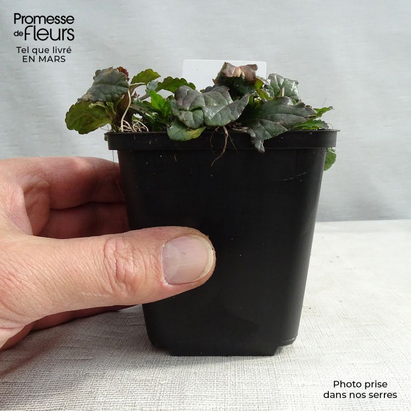 Amostra de Bugle rampante - Ajuga reptans Vaso de 8/9 cm tal como entregue no inverno