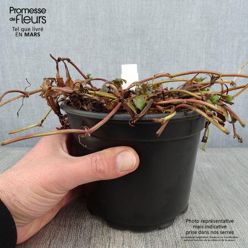 Amostra de Bugle rampante - Ajuga reptans Vaso de 2 L/3 L tal como entregue no inverno