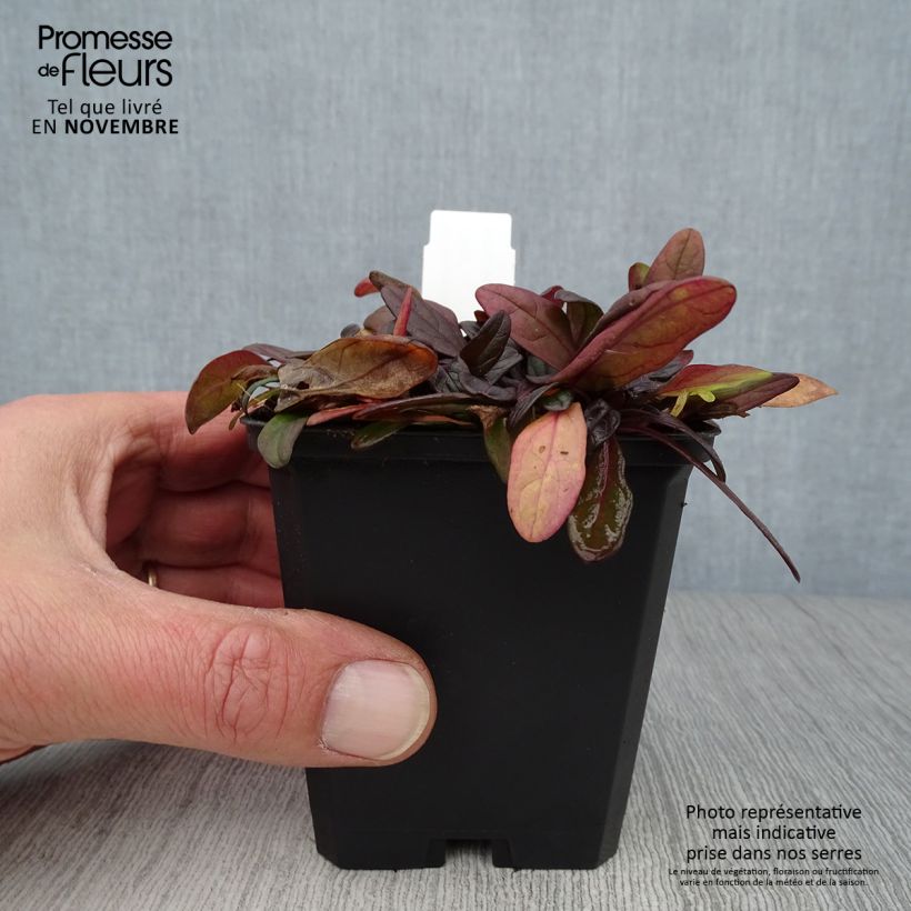 Amostra de Ajuga tenorii Chocolate Chip Vaso de 8/9 cm tal como entregue no outono
