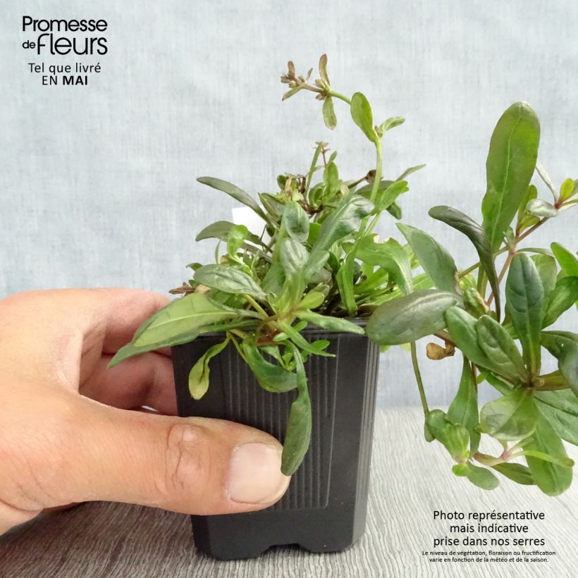 Amostra de Ajuga tenorii Chocolate Chip Vaso de 8/9 cm tal como entregue na primavera