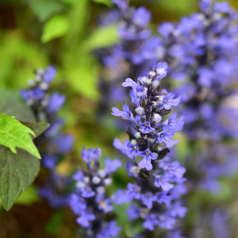 Ajuga tenorii Chocolate Chip (Floração)