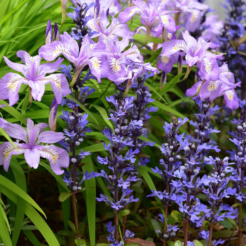 Ajuga tenorii Chocolate Chip (Hábito)