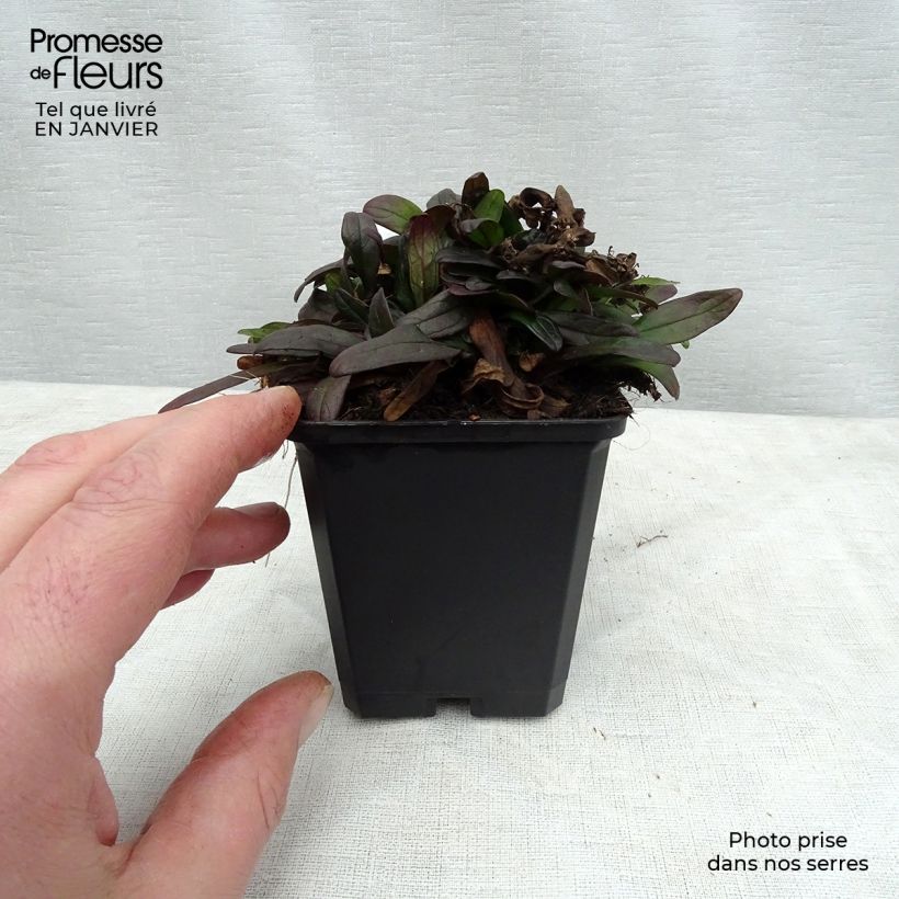 Amostra de Bugle rampante - Ajuga tenorii Chocolate Chip (Valfredda) Vaso de 8/9 cm tal como entregue no inverno