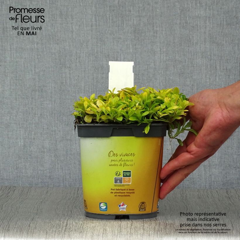 Amostra de Ajuga tenorii Cordial Canary Vaso de 2 L/3 L tal como entregue na primavera