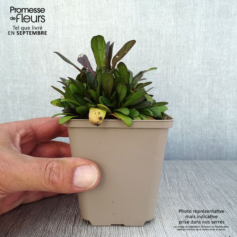 Amostra de Ajuga tenorii Dixie Chip Vaso de 8/9 cm tal como entregue no outono