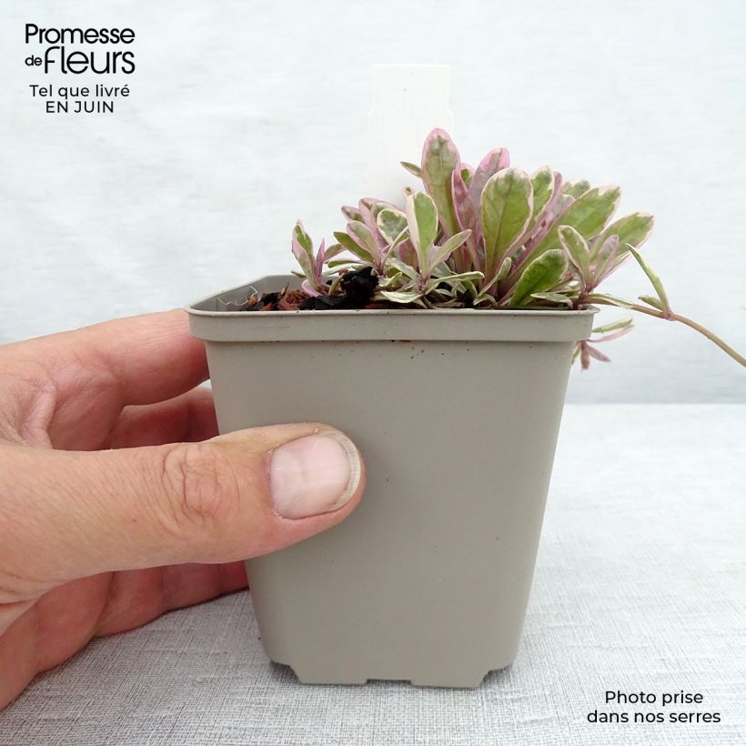 Amostra de Ajuga tenorii Princess Nadia Vaso de 8/9 cm tal como entregue no verão