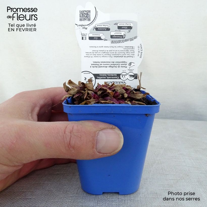 Amostra de Ajuga tenorii Princess Nadia Vaso de 8/9 cm tal como entregue no inverno