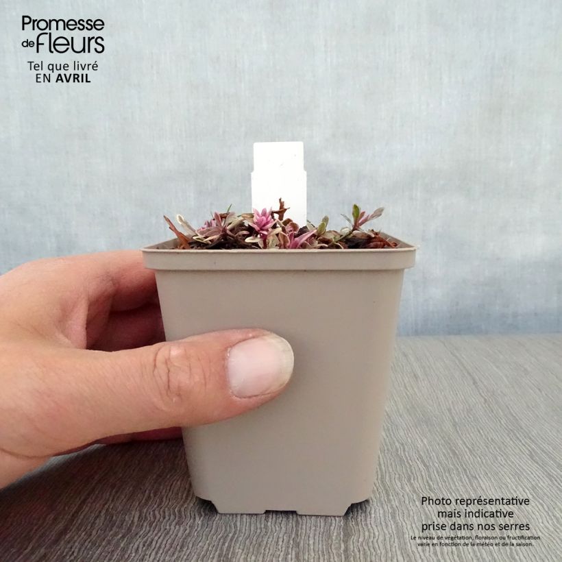 Amostra de Ajuga tenorii Princess Nadia Vaso de 8/9 cm tal como entregue na primavera