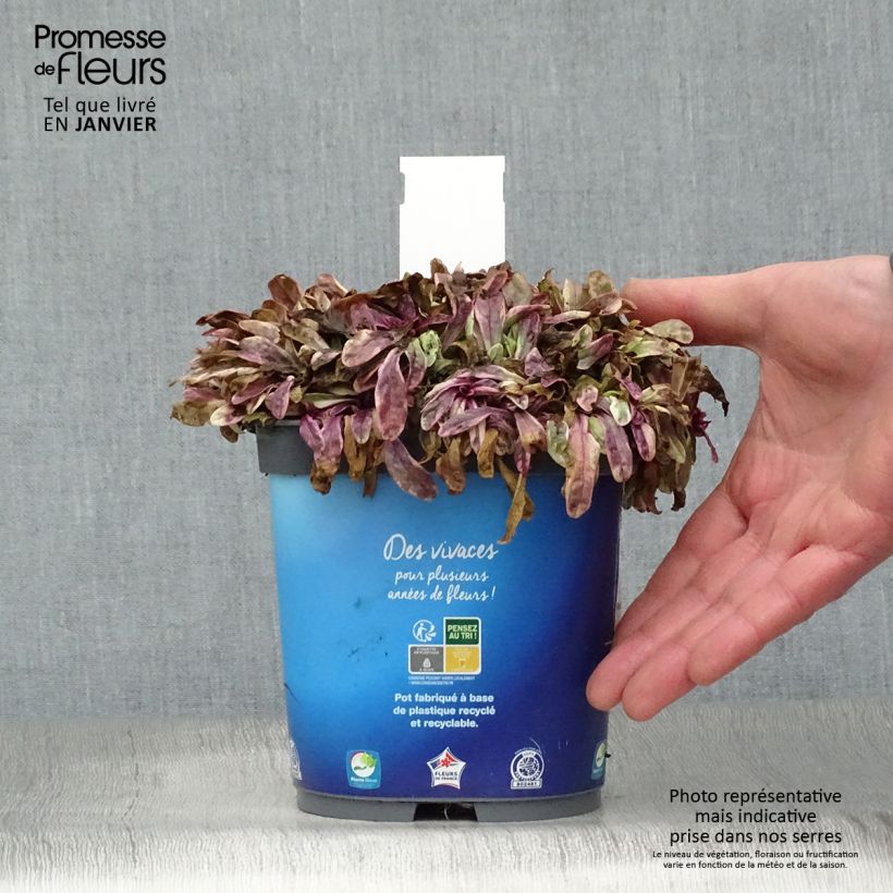Amostra de Ajuga tenorii Princess Nadia Vaso de 1,5 L/2 L tal como entregue no inverno